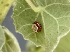 Zelus renardii