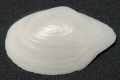 Rexithaerus indentata