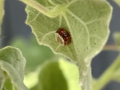 Zelus renardii