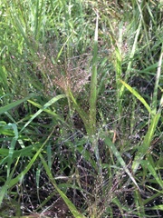 Panicum gattingeri