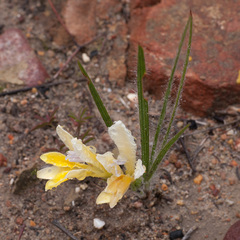 Babiana patula