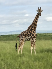 Giraffa camelopardalis rothschildi