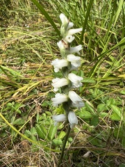 Spiranthes cernua