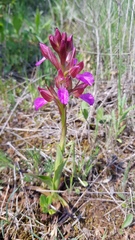 Anacamptis papilionacea