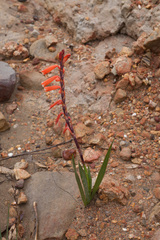 Watsonia aletroides