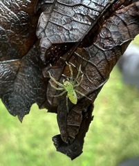 Lyssomanes viridis