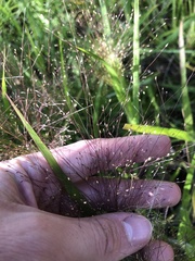 Panicum gattingeri