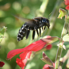 Xylocopa californica