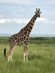 Giraffa camelopardalis rothschildi