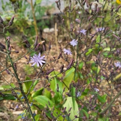 Lactuca floridana