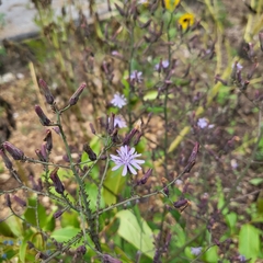 Lactuca floridana