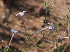 Ipomopsis longiflora