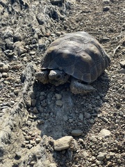 Gopherus berlandieri