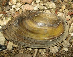 Anodonta