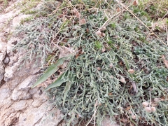Genista albida
