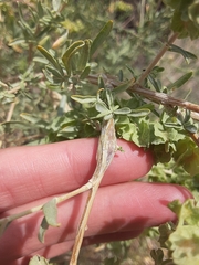 Neolasioptera willistoni