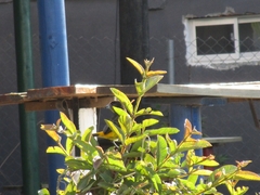 Ramphocelus flammigerus icteronotus