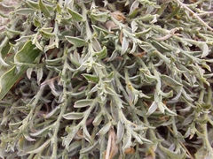Genista albida