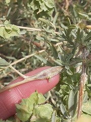 Neolasioptera willistoni