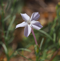 Ipomopsis longiflora