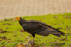Cathartes burrovianus