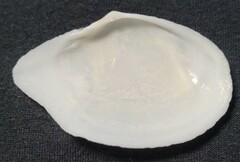 Rexithaerus indentata