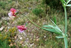 Lathyrus clymenum