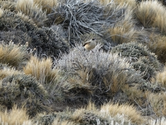 Muscisaxicola capistratus