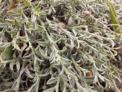 Genista albida
