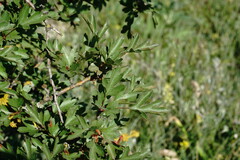 Crataegus taurica