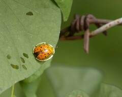 Aspidimorpha miliaris