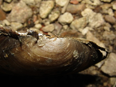 Anodonta