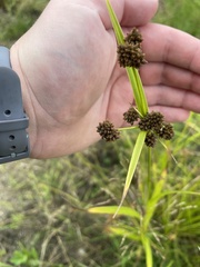 Scirpus atrovirens