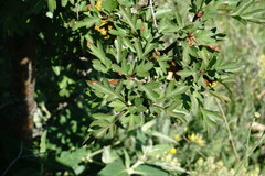 Crataegus taurica