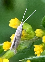 Coleophoridae