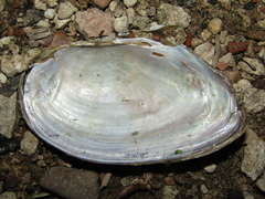 Anodonta