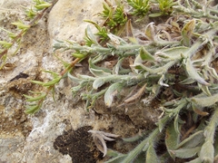Genista albida