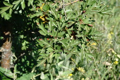 Crataegus taurica