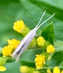 Coleophoridae