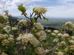 Physocarpus malvaceus