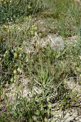 Pseudopodospermum molle