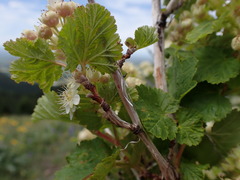 Physocarpus malvaceus