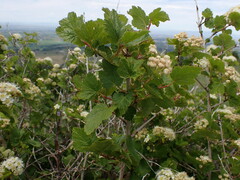 Physocarpus malvaceus
