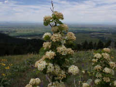 Physocarpus malvaceus
