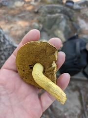 Retiboletus