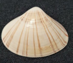 Tivela stultorum