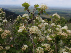 Physocarpus malvaceus