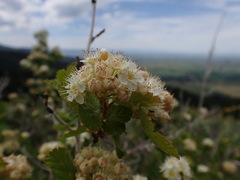 Physocarpus malvaceus