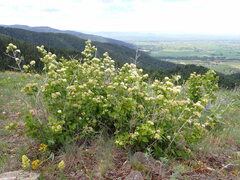 Physocarpus malvaceus