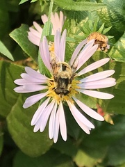 Eristalis anthophorina